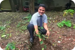 Plantation drive